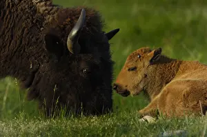 Buffaloes: American Bison cow feeding with calf - American