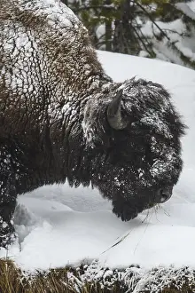 Buffalos: American Bison foraging in snow - Lone American