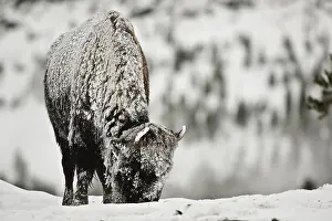 Buffalos: American Bison foraging in winter - Lone American