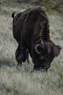 Buffalos: American Bison grazing - American Bison grazing