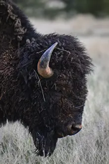 Buffalos: American Bison grazing - Close up of lone American