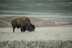 Buffalos: American Bison grazing - Lone American Bison grazing