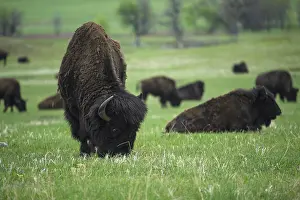 Buffalos: American Bison grazing near herd - American Bison