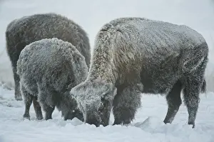 Buffaloes: American Bison group foraging in snow - Group of