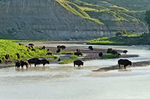 Gathered: American Bison - herd gathered along the Little