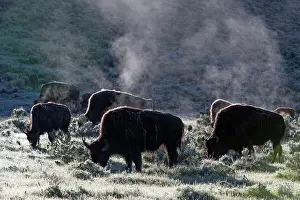 Lamar: American Bison - herd grazing early morning - Lamar