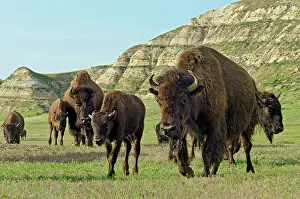 Badland: American Bison. Herd walking across grassland in