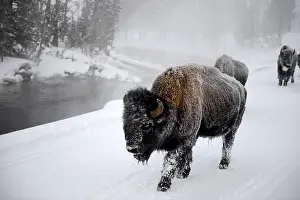 Buffaloes: American Bison herd walking in snow close up - Close