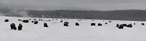 Buffalos: American Bison herd in winter snow - Herd of American