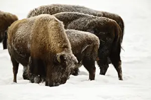 Buffalos: American Bison herd in winter snow - Herd of American