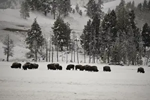 Buffalos: American Bison herd in winter snow - Herd of American