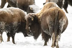 Buffalos: American Bison herd in winter snow - Herd of American