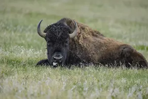 Buffalos: American Bison laying in grass - Lone American Bison