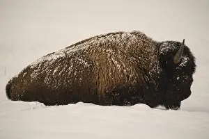 Buffalos: American Bison laying in snow - Lone American Bison