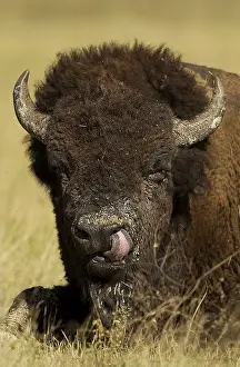 Buffaloes: American Bison licking nose- American Bison with