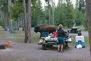 Camping: American Bison - in Madison camping ground Yellowstone
