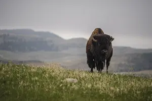 Buffalos: American Bison on the plains - American Bison standing