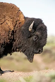 Beard: American Bison - portrait of bull showing chin beard