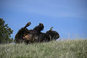 Buffalos: American Bison rolling on a hill - American Bison