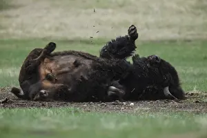 Buffalos: American Bison rolling in mud - Lone American Bison