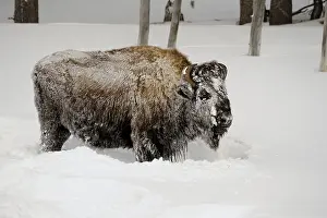Buffaloes: American Bison rolling in snow - American Bison