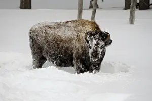 Buffaloes: American Bison rolling in snow - American Bison