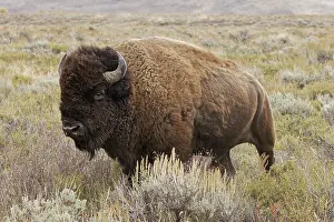Teton: American Bison in sagebrush meadow. Grand Teton