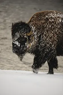 Buffaloes: American Bison in snow close up - Close up of frost