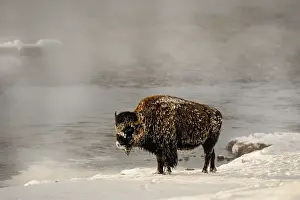 Buffaloes: American Bison in snow - Frost covered American