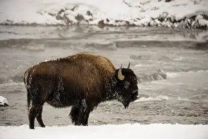 Buffaloes: American Bison in snow - Frost covered American