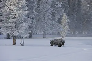 Buffalos: American Bison in snow - Lone American Bison standing