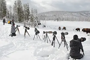 Photographers: American Bison - in snow - with photographers