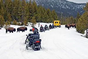 Tours: American Bison - in snow - with snowmobiles