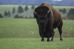 Buffaloes: American Bison standing in grassy plains - American