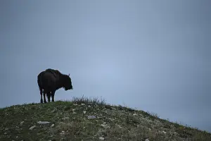 Buffalos: American Bison standing on a hill - American Bison
