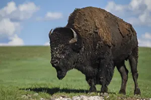 Buffaloes: American Bison standing on a hill - Lone American