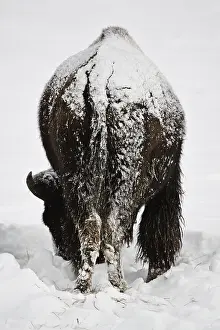 Buffaloes: American Bison standing in snow - Lone American