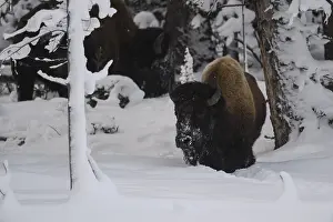 Buffalos: American Bison standing in snow - Lone American