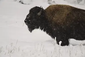 Buffalos: American Bison standing in snow - Lone American