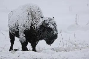 Buffalos: American Bison standing in snow - Lone American