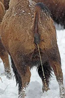 Urinating: American Bison - urinating in snow