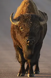 Buffaloes: American Bison walking down the road - Close up