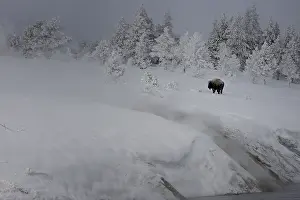 Buffalos: American Bison in winter snow - American Bison standing