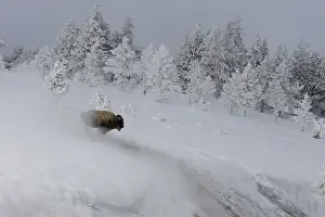 Buffalos: American Bison in winter snow - American Bison standing
