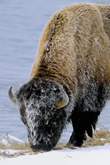 Buffalos: American Bison in winter snow - American Bison standing