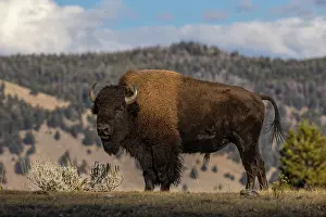 Bison: American Bison. Yellowstone National Park, Wyoming