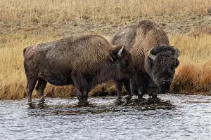 Bison: American Bison. Yellowstone National Park, Wyoming