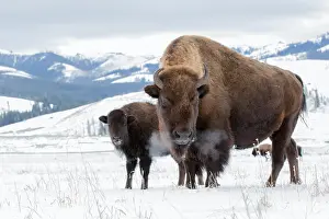 Motherhood: American Bisons (Bison bison) mother and calf i