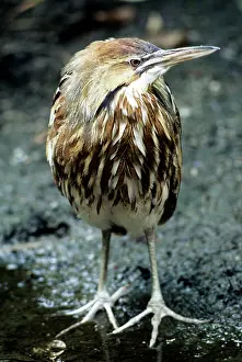 Lentiginosus: American BITTERN