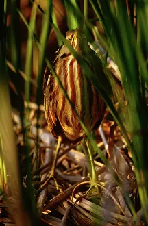 Lentiginosus: American Bittern